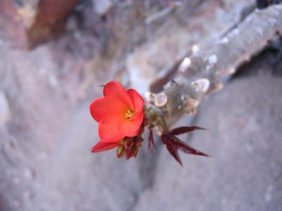 Jatropha macrantha, photographed by cstobie