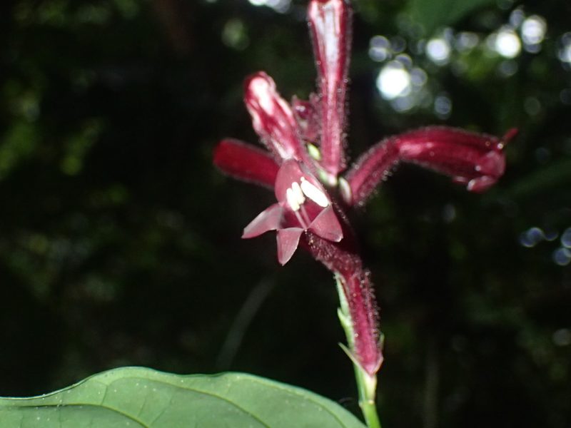 Whitfieldia laurentii, photographed by Mahomed Desai
