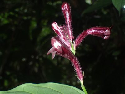 Whitfieldia laurentii, photographed by Mahomed Desai
