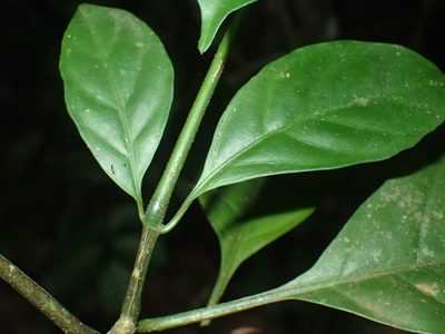 Whitfieldia laurentii, photographed by Mahomed Desai