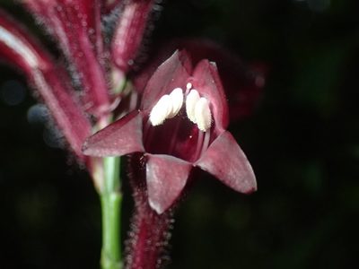 Whitfieldia laurentii, photographed by Mahomed Desai