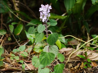 Scutellaria indica, photographed by Jacy Chen