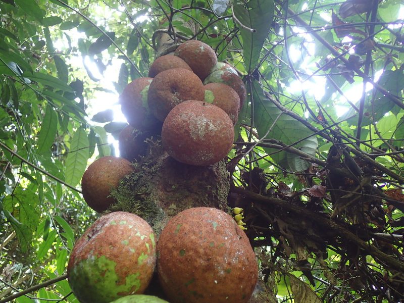 Omphalocarpum elatum, photographed by Mahomed Desai