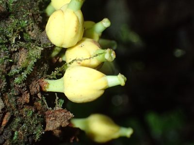 Omphalocarpum elatum, photographed by Mahomed Desai