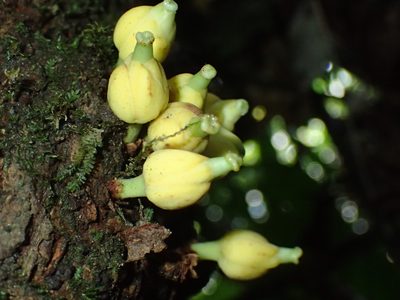Omphalocarpum elatum, photographed by Mahomed Desai