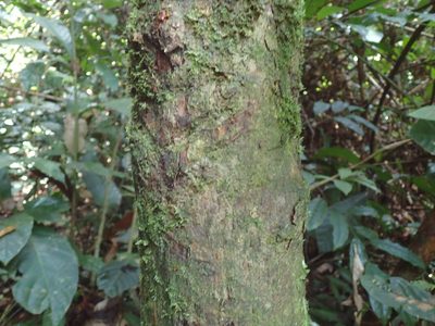 Omphalocarpum elatum, photographed by Mahomed Desai
