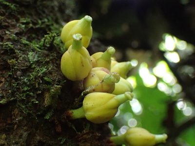 Omphalocarpum elatum, photographed by Mahomed Desai