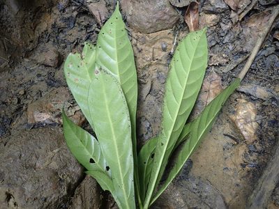Omphalocarpum elatum, photographed by Mahomed Desai