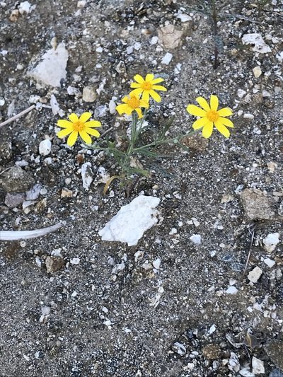 Eriophyllum ambiguum, photographed by George Raymond