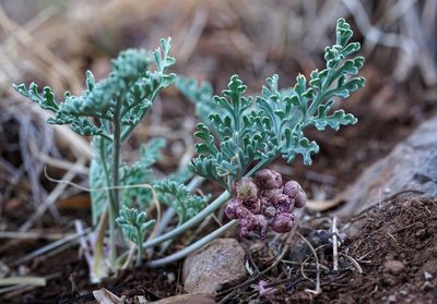 Vesper multinervatus, photographed by Andrew Tree