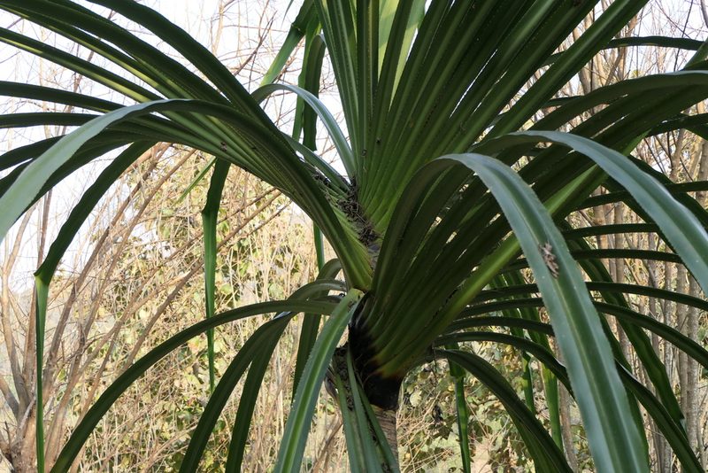 Pandanus furcatus, photographed by Dinesh Valke
