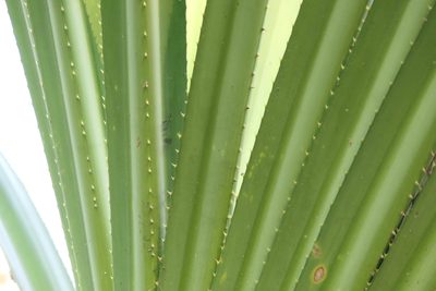 Pandanus furcatus, photographed by Dinesh Valke