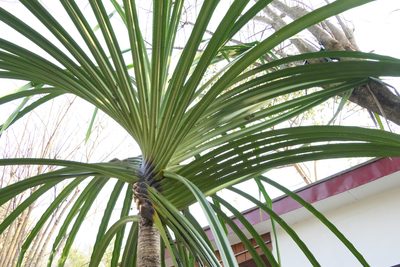 Pandanus furcatus, photographed by Dinesh Valke