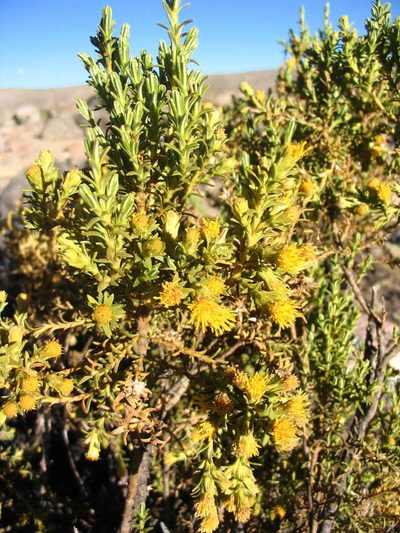 Parastrephia lucida, photographed by cstobie