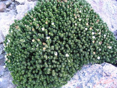 Xenophyllum poposum, photographed by cstobie
