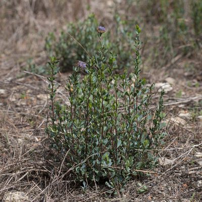 Globularia alypum, photographed by Tim Johnson