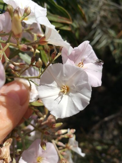Convolvulus floridus, photographed by Ina Siebert