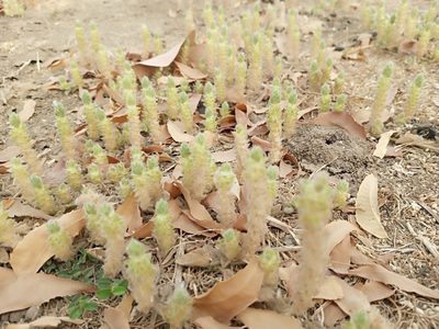 Nelsonia canescens, photographed by ONG SOS Biodiversity