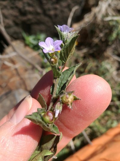 Convolvulus siculus, photographed by Ina Siebert