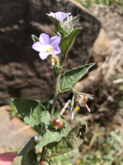 Convolvulus siculus, photographed by Ina Siebert