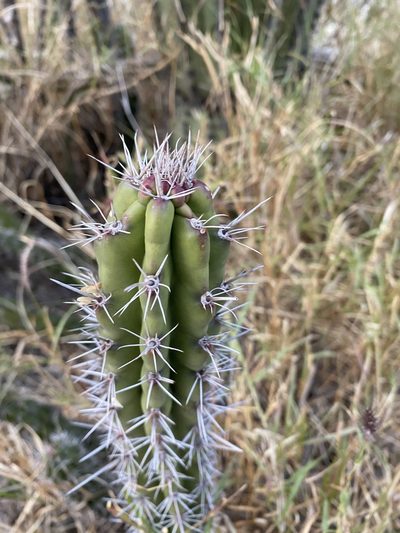 Stenocereus alamosensis, photographed by Enrique Martínez Núñez