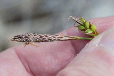 Carex halleriana, photographed by Tim Johnson