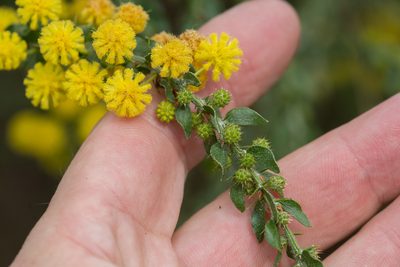 Acacia paradoxa, photographed by Tim Johnson