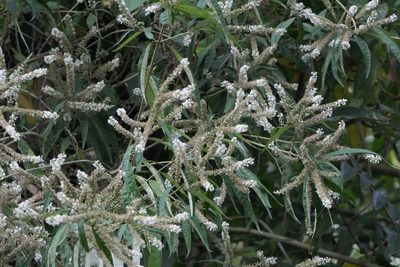 Buddleja asiatica, photographed by Dinesh Valke