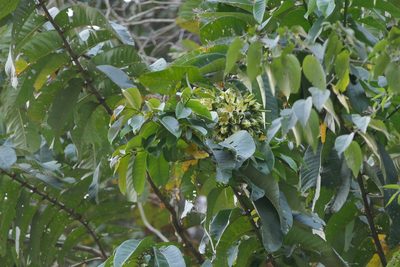 Duabanga grandiflora, photographed by Dinesh Valke