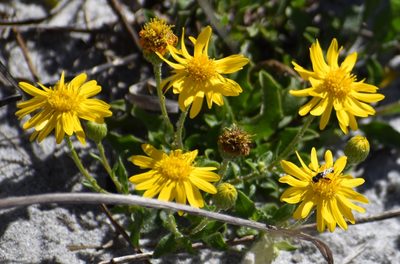 Heterotheca subaxillaris, photographed by Tia Offner