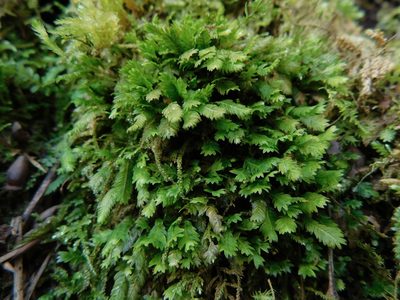 Fissidens osmundioides, photographed by Michael J. Papay