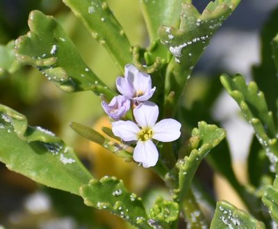 Cakile constricta, photographed by Tia Offner
