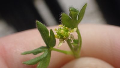Ranunculus parviflorus, photographed by John Abrams