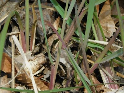 Poa compressa, photographed by Michael J. Papay