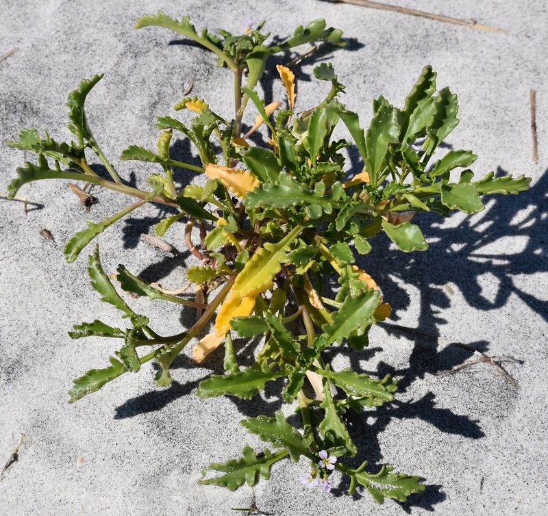 Cakile constricta, photographed by Tia Offner