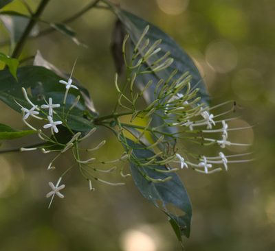 Pavetta hongkongensis, photographed by portioid