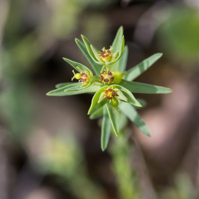 Euphorbia exigua, photographed by Tim Johnson