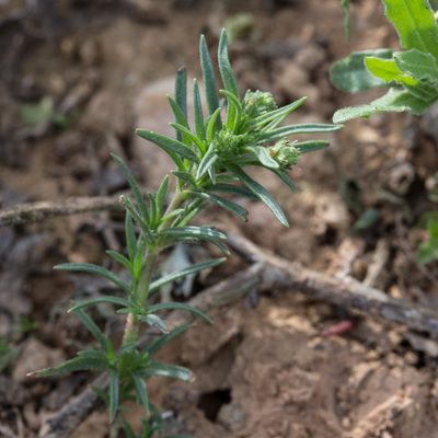 Plantago afra, photographed by Tim Johnson