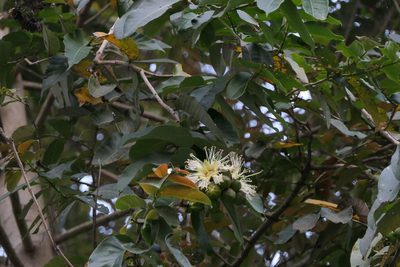 Duabanga grandiflora, photographed by Dinesh Valke