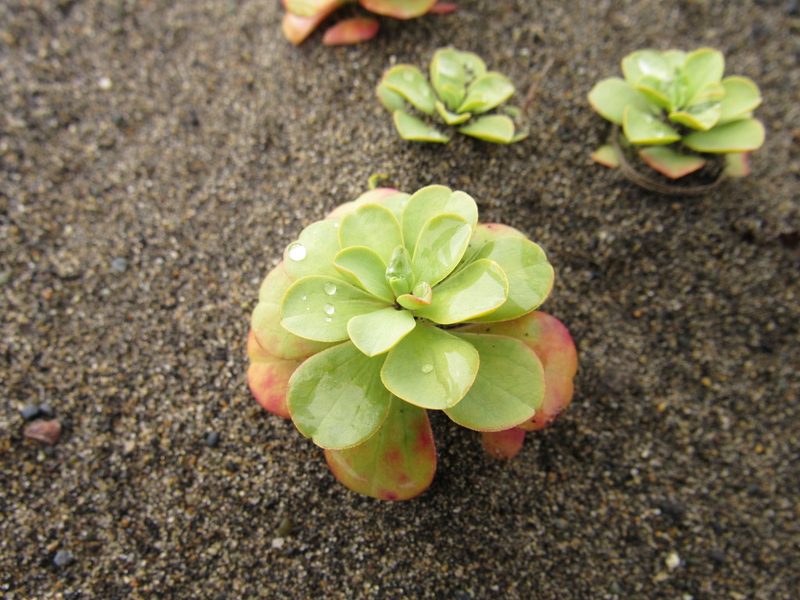 Euphorbia portulacoides, photographed by Nicolas Olejnik