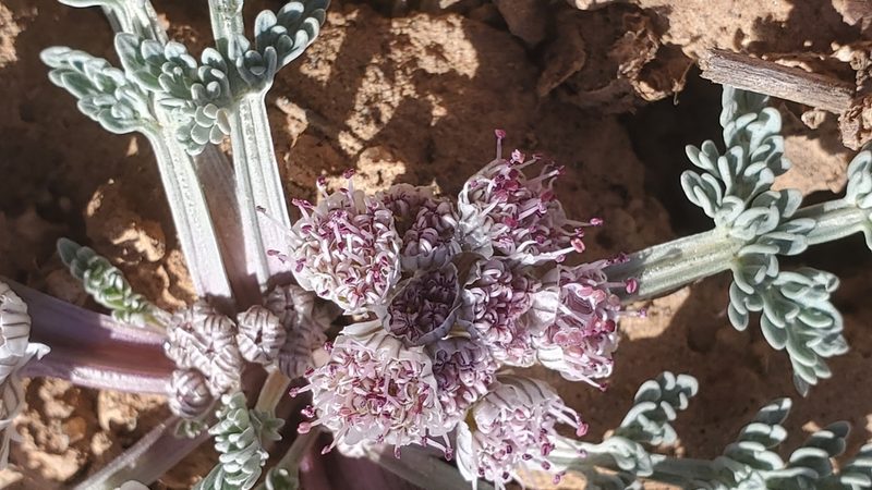 Vesper constancei, photographed by Craig Martin