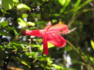Asteranthera ovata, photographed by Nicolas Olejnik