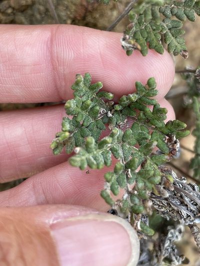 Notholaena californica, photographed by Sula Vanderplank
