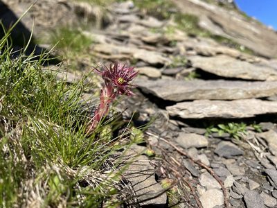 Sempervivum montanum, photographed by tomas_kay