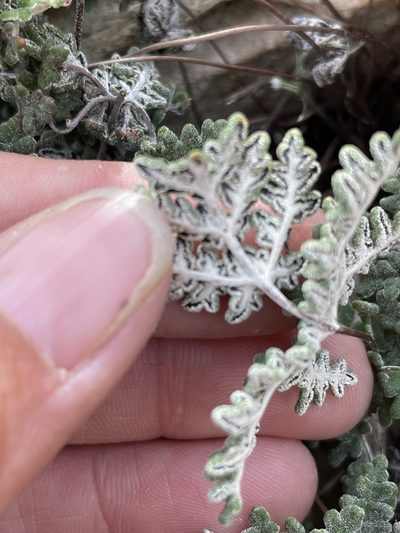 Notholaena californica, photographed by Sula Vanderplank