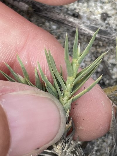 Distichlis bajaensis, photographed by Sula Vanderplank