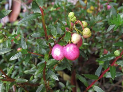 Gaultheria mucronata, photographed by Nicolas Olejnik