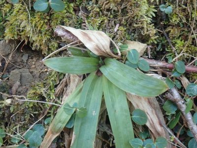 Carex platyphylla, photographed by Lynn Harper