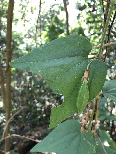 Passiflora capsularis, photographed by Skjold Søndergaard