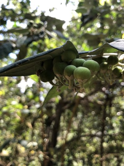 Solanum schlechtendalianum, photographed by Skjold Søndergaard